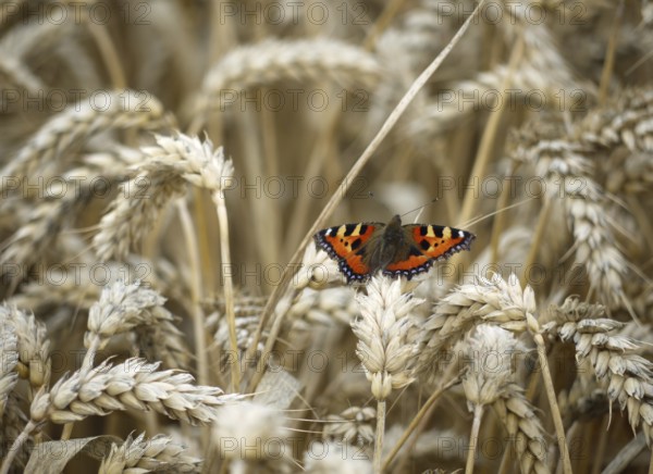 Small tortoiseshell