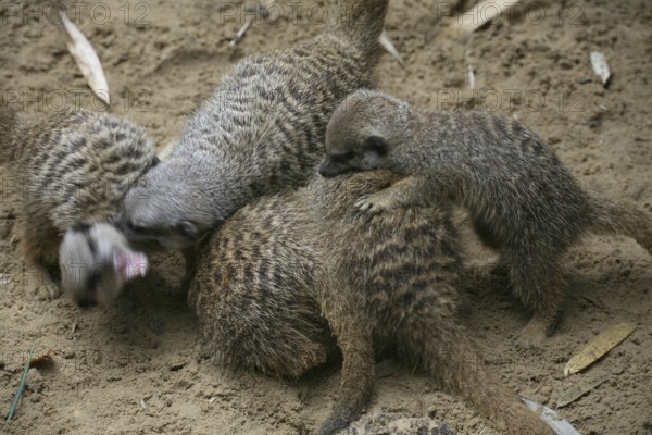 Meerkat bustle