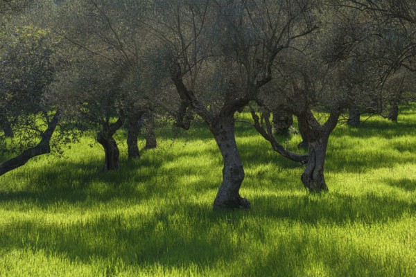 Set of lights and shadows in the olive grove of S'Alqueria d'Avall, Bunyola, Majorca, Balearic Islands, Spain