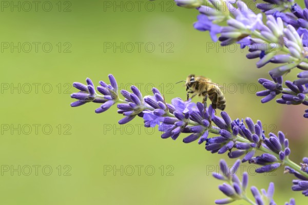 Bee on lavender