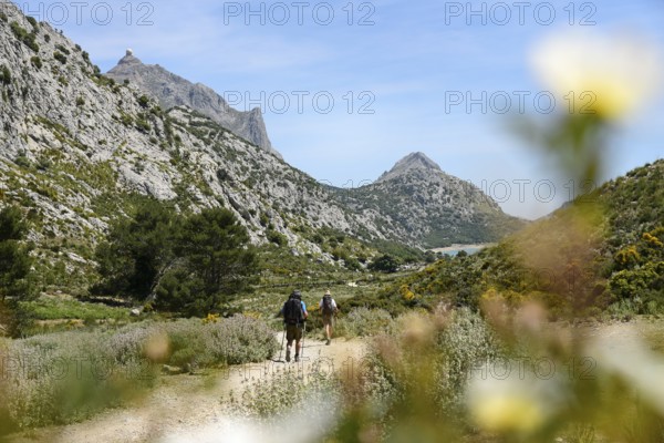Hikers pass white flower, behind them the Embalse de Cuber reservoir, Tramuntana Mountains, Majorca, Majorca, Balearic Islands, Balearic Islands, Spain