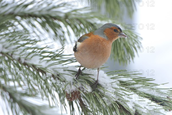 Common chaffinch (Fringilla coelebs) in winter/ Common Chaffinch, common chaffinch (Fringilla coelebs)