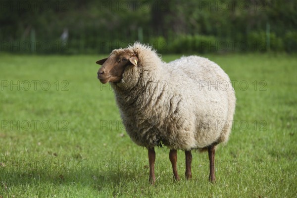 Coburg chestnut sheep on the pasture