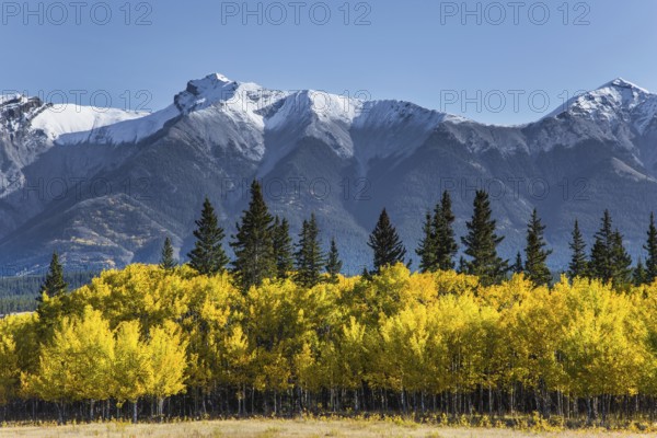 The first snow has already fallen on the peaks. Great Canadian Rockies. Scenic shores of Abraham Lake. The yellow foliage of birches and aspens is mixed with green conifers