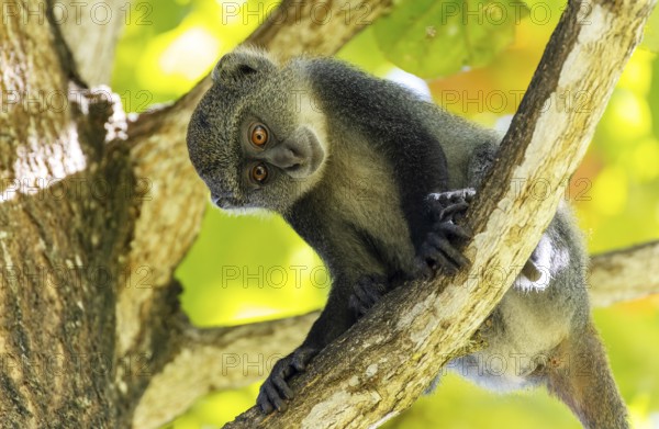White-throated Monkey (cercopithecus albogularis) in a tree, Kenya