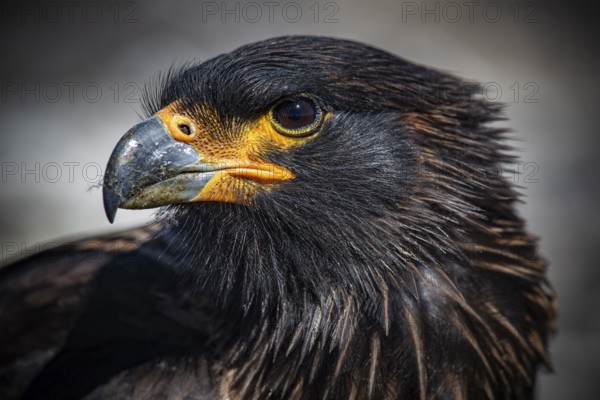 Falkland caracara (Phalcoboenus australis), portrait, Pebble Island, Falkland Islands, Great Britain, South Atlantic