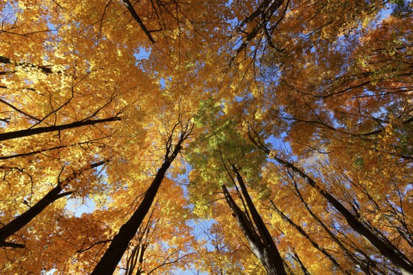 Nature, autumnal forest, view from below into the tree tops, Province of Quebec, Canada