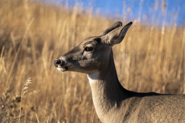 Deer in the Prairies of Saskatchewan Canada