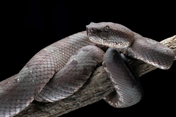 Flat nose pit viper in black background