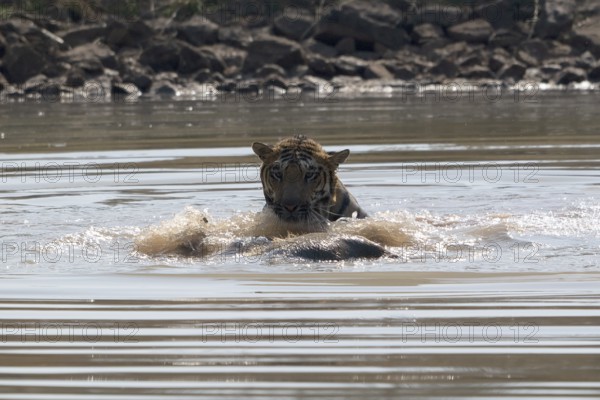 Tiger (Panthera tigris), Bengal tiger or Indian tiger, big cat (Pantherinae), carnivore (Carnivora), critically endangered, playing with killed wild boar (Sus scrofa) in the water, Satpura National Park, Tiger Reserve, Madhya Pradesh, Pachmarhi Biosphere Reserve, India