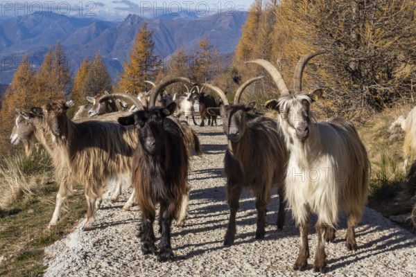 Close-up of a goat in the italian alps