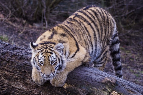 Cute siberian tiger cub, Panthera tigris altaica