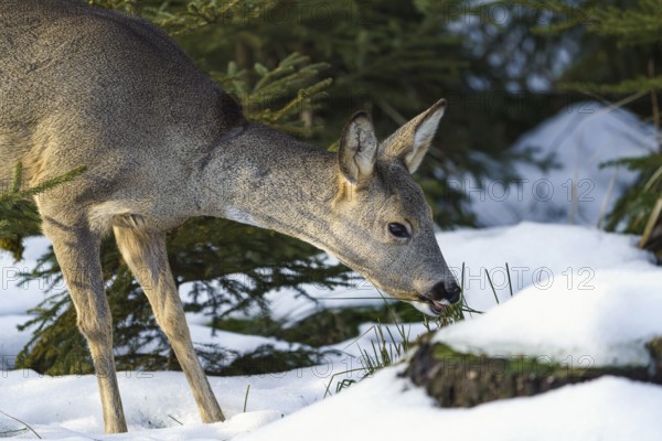 Roe deer eats grass under snow in spruce forest, Capreolus capreolus. Wild roe deer in nature