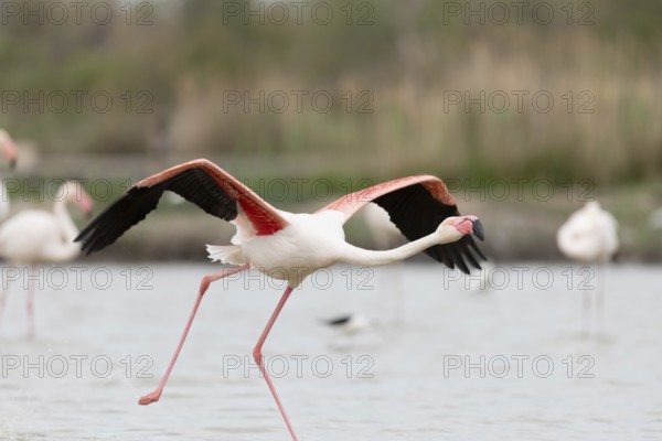 Greater Flamingos (Phoenicopterus roseus) taking off in a Camargue pond. Saintes Maries de la Mer, Parc naturel regional de Camargue, Arles, Bouches du Rhone, Provence Alpes Cote d'Azur, France