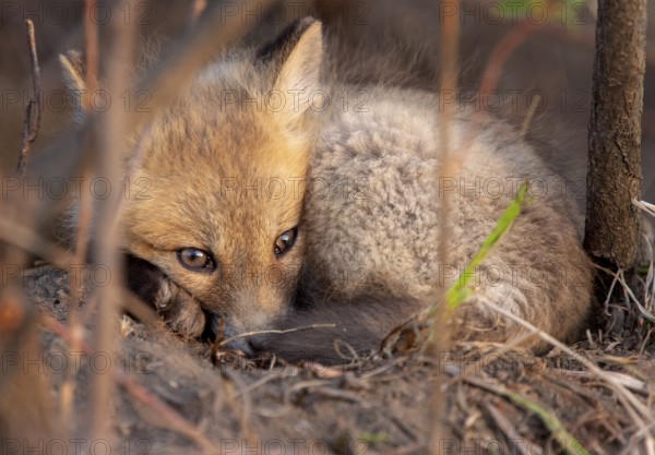 Fox Kits Near Den in Prairie Saskatchewan Canada