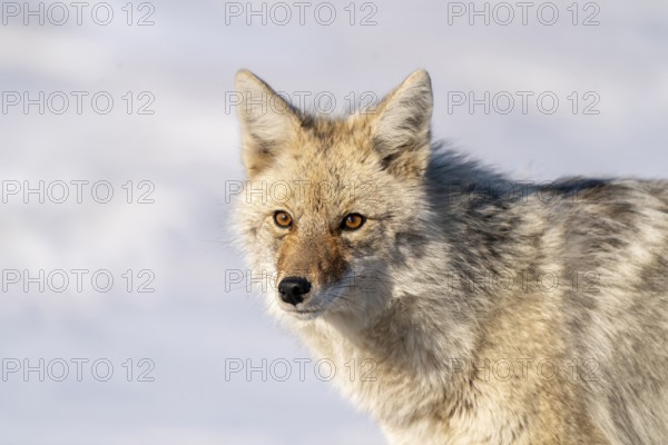 Prairie Coyote Canada wild animal in Saskatchewan rural