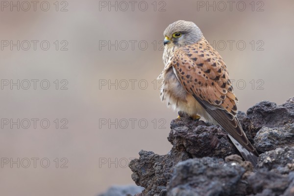 Kestrel, (Falco tinnunculus), perches on rocks, Canary Islands, animals, birds, falcons, foraging, lava rocks, Lanzarote, Canary Islands, Spain