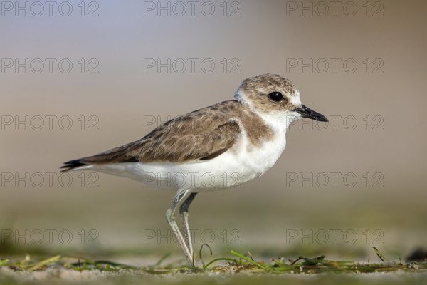 Animals, birds, plover, Kentish plover, (Charadrius alexandrinus), biotope, habitat, foraging, Barr Al Hikman, Shannah, Ash Sharqiyah South, Oman