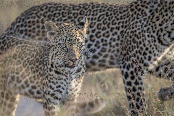 Young Leopard and mother walking in the Kruger National Park, South Africa