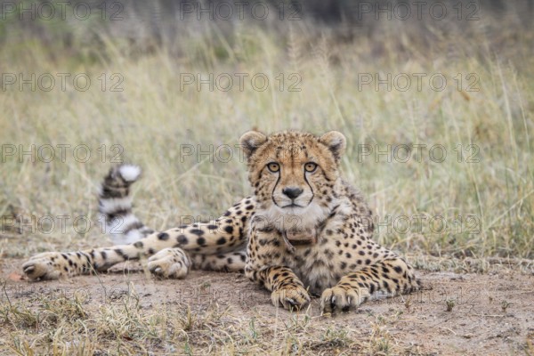 Cheetah starring at the camera in the Kruger National Park, South Africa