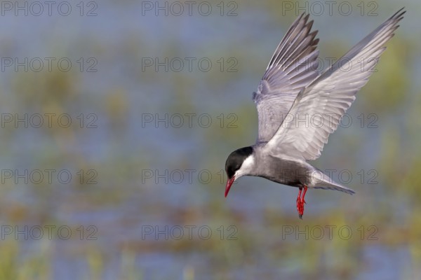 White-bearded Tern, (Chlidonias hybridus, Chlidonias hybrida, family of terns, flight, biotope, habitat, foraging, prey, dive, hunting fish, Lake Neusiedl, Illmitz, Burgenland, Austria