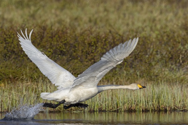 Whooper swan, (Cygnus cygnus), animals, birds, swans, family of duck birds, flight photo, start of flight, Varanger, Finnmark, Norway