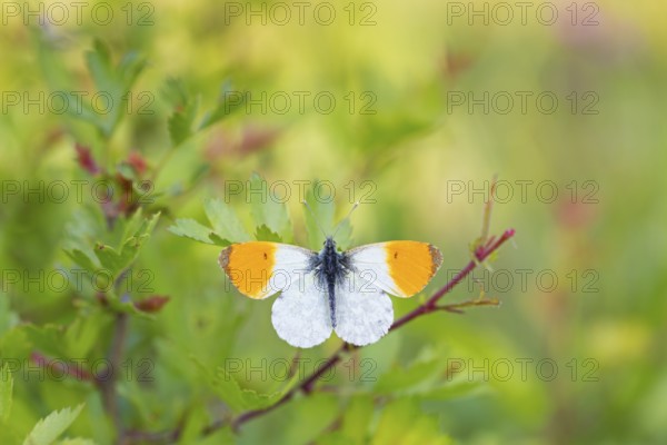 Aurora butterfly, (Anthocharis cardamines), butterfly, insect, insects, butterflies, animals, Lobau, Vienna, Vienna, Austria