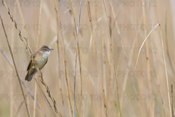 Reed warbler, (Acrocephalus arundinaceus), reedbed perch, biotope, habitat, animals, birds, songbird, reed warbler genus, Eich-Gimbsheimer Altrhein, Worms district, Rhineland-Palatinate, Germany