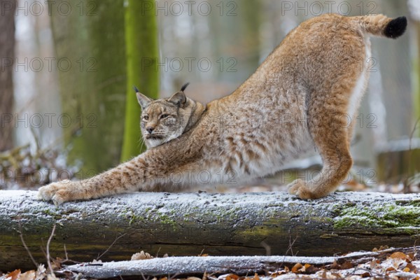 Eurasian Lynx, Eurasian Lynx, (Lynx lynx), animals, mammals, portrait, Kaiserslautern Wildlife Park, Kaiserslautern, Rhineland-Palatinate, Federal Republic of Germany