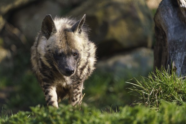 Striped hyena (Hyaena hyaena sultana)