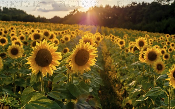 Field of sunflowers. Sunflowers flowers. Landscape from a sunflower farm. A field of sunflowers high in the mountain. Produce environmentally friendly, natural sunflower oil. Lots of sunflowers. Bulgaria