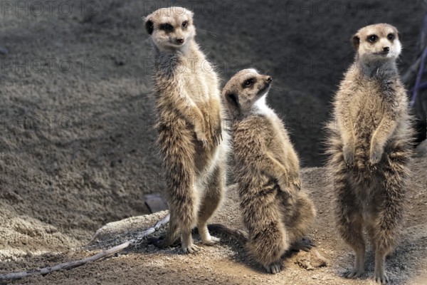 Group of three meerkats standing upright in the sand, meerkats or suricates (Suricata suricatta), captive, occurring in southern Africa