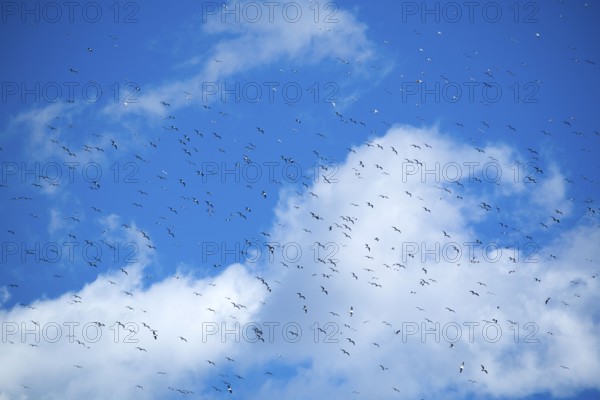 The flight of a flock of seagulls in the blue sky