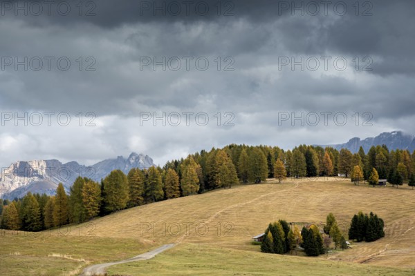 Landscape with beautiful Autumn yellow and green pine trees at the fields of Alpe di siusi Dolomite in South Tyrol in Italy