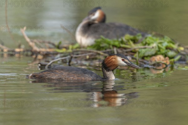 Great Crested Grebe (Podiceps cristatus) on its nest with two eggs. Bas-Rhin, Collectivite europeenne d'Alsace, Grand Est, France
