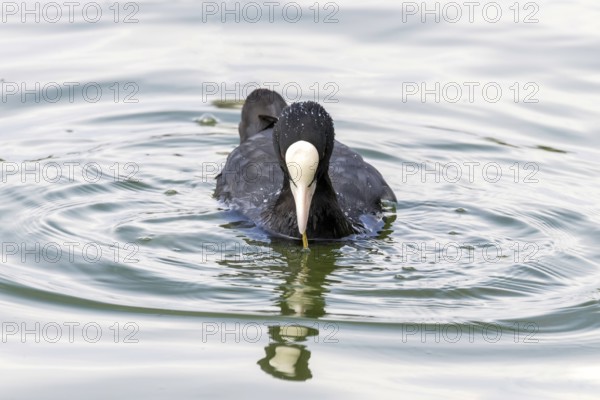 Coot (Fulica atra) Eurasian Coot in Nature