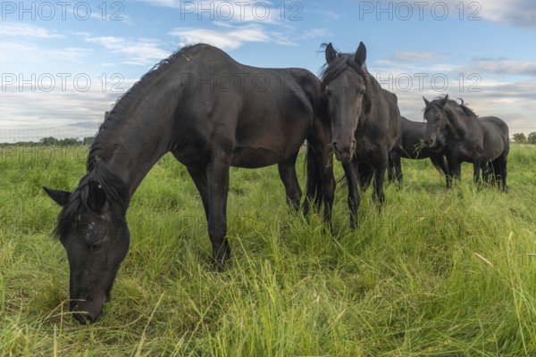 Black horses in a pasture in the French countryside in spring