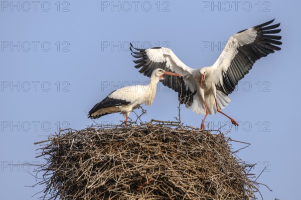 White stork in courtship period in early spring, France, Alsace