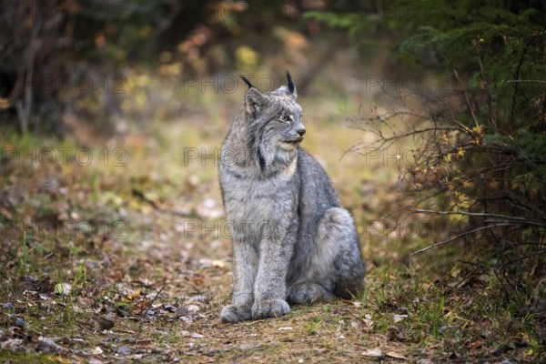Lynx in the Wild Riding Mountain National Park Canada