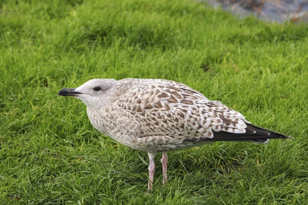 Seagull (Larinae) in the grass, Brouwersdam, province of South Holland, Netherlands