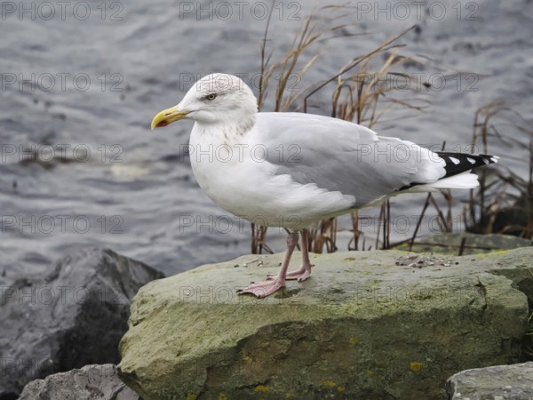 Seagull (Larinae), Brouwersdam, Province of South Holland, Netherlands