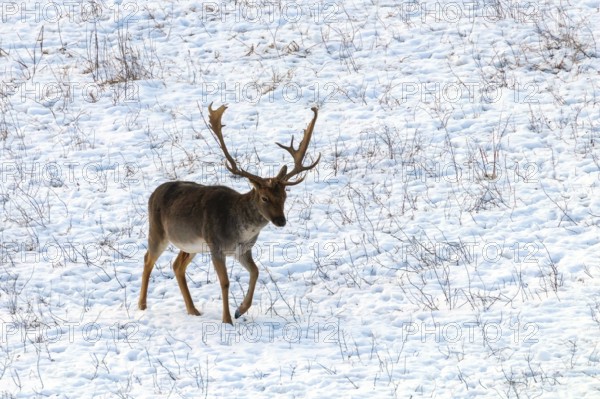 Fallow deer buck snow winter landscape (Dama Dama)
