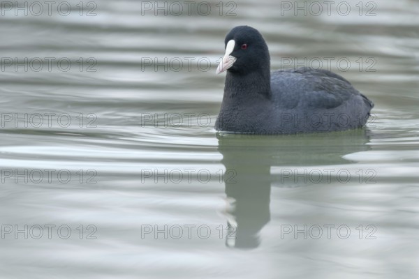 Coot swimming (Fulica atra) Close up Eurasian Coot