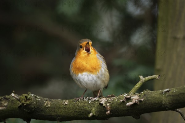 A robin sits on a branch, singing with its beak wide open