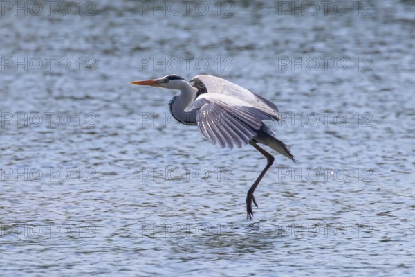 Grey Heron landing (ardea herodias) Grey Headed Heron