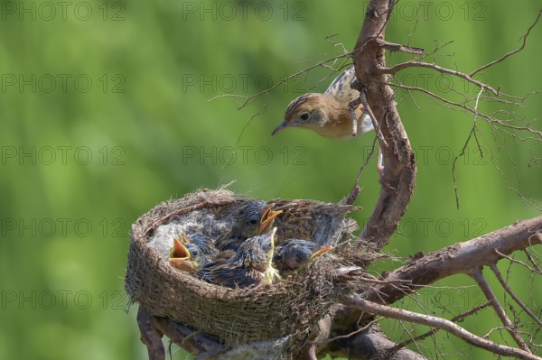Bird brings food to their chicks