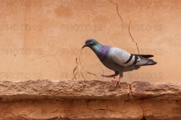 A pigeon holding a dry olive branch in its beak, photo taken in Morocco