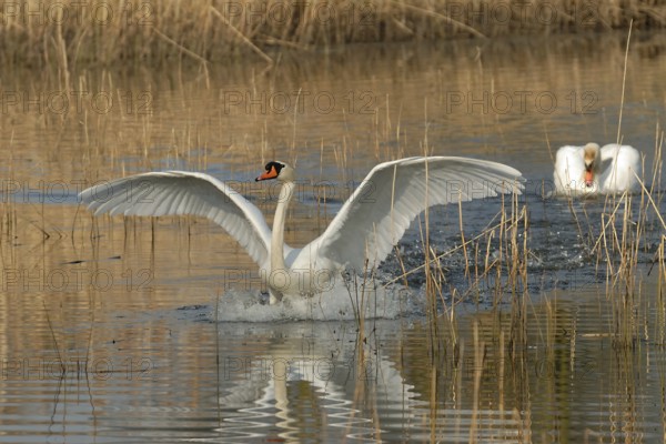 Swan on a lake in the spring campaign