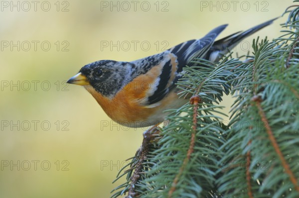 Brambling males on a spruce branch