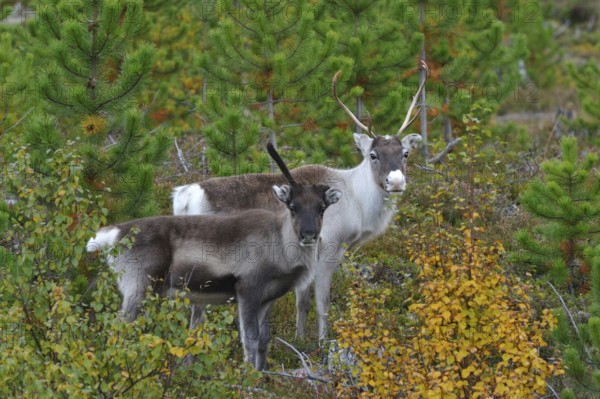 2 reindeer in Sweden Two reindeer in Sweden